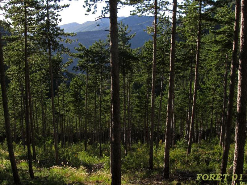 foret-01