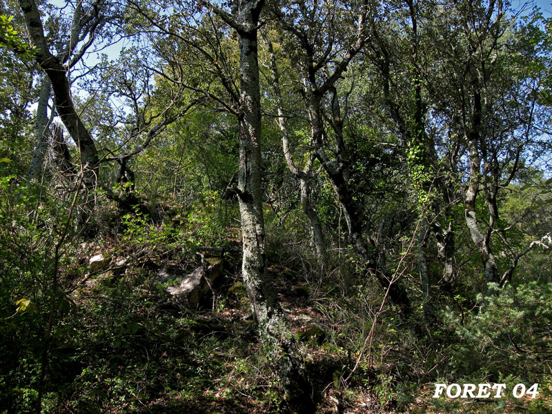 foret-04