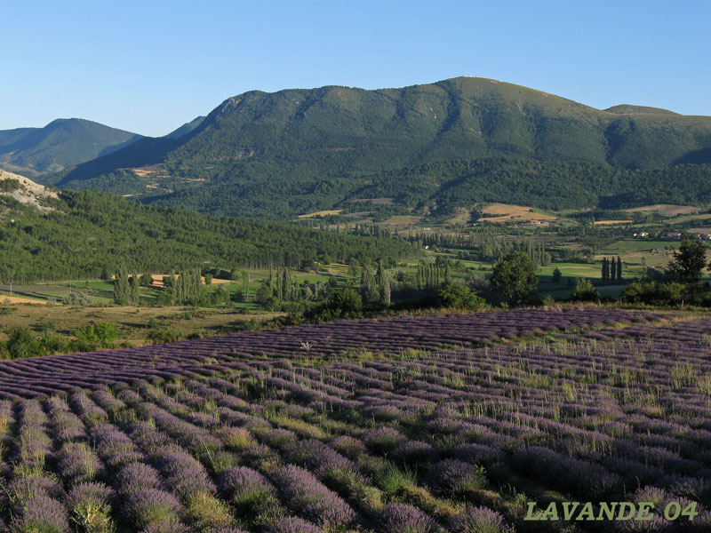 lavande-04