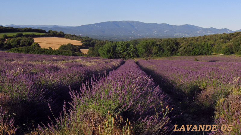 lavande-05