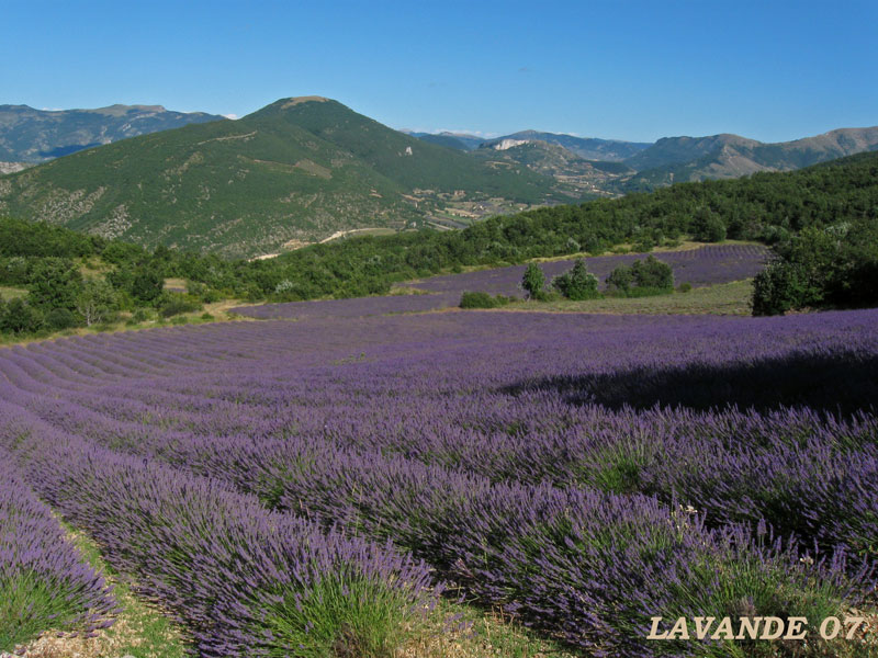 lavande-07