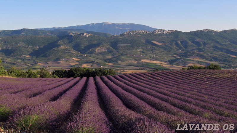 lavande-08