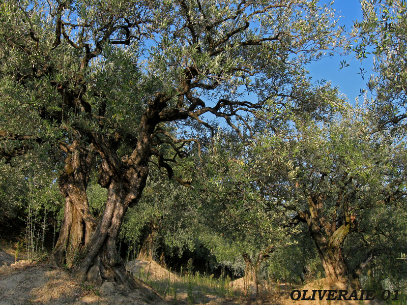 oliveraie-01