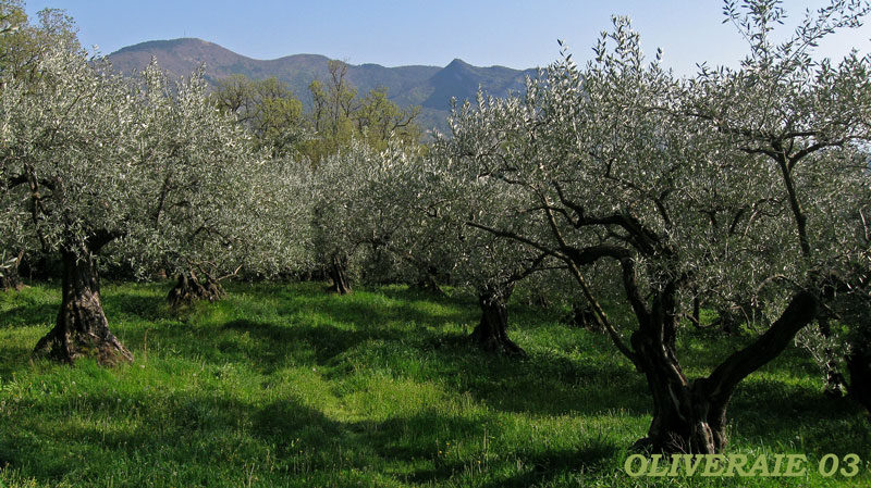 oliveraie-03