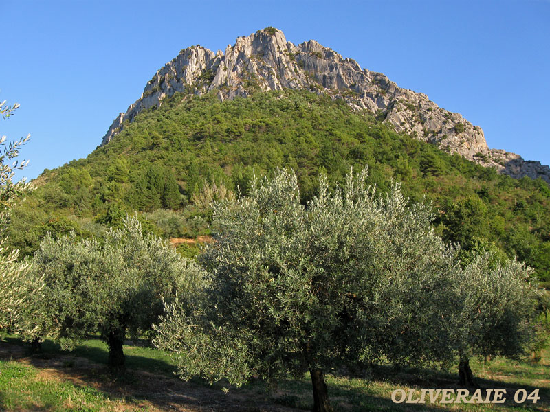 oliveraie-04