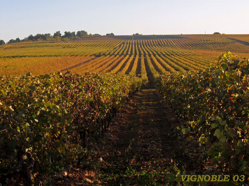 vignoble-03