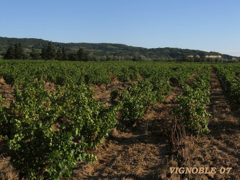 vignoble07