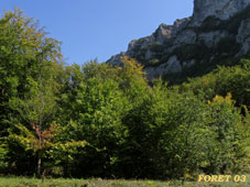foret-03