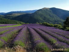 lavande-01