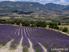 lavande-02