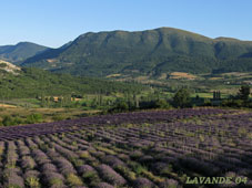 lavande-04