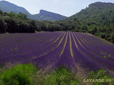 lavande-06