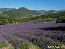lavande-07
