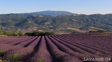 lavande-08