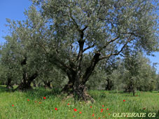 oliveraie-02