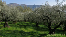 oliveraie-03