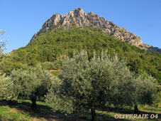 oliveraie-04