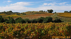 vignoble-01