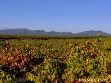 vignoble-02