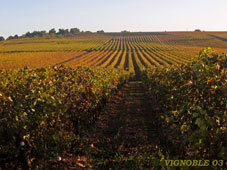 vignoble-03