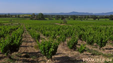 vignoble-04