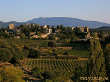 vignoble-06